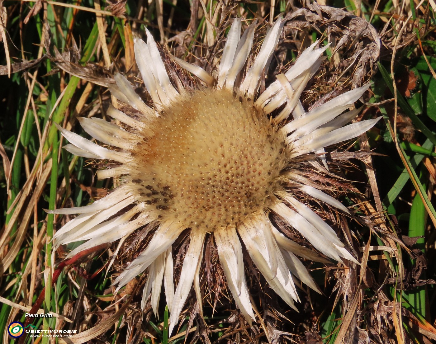 67 Carlina acaulis (Carlina bianca).JPG